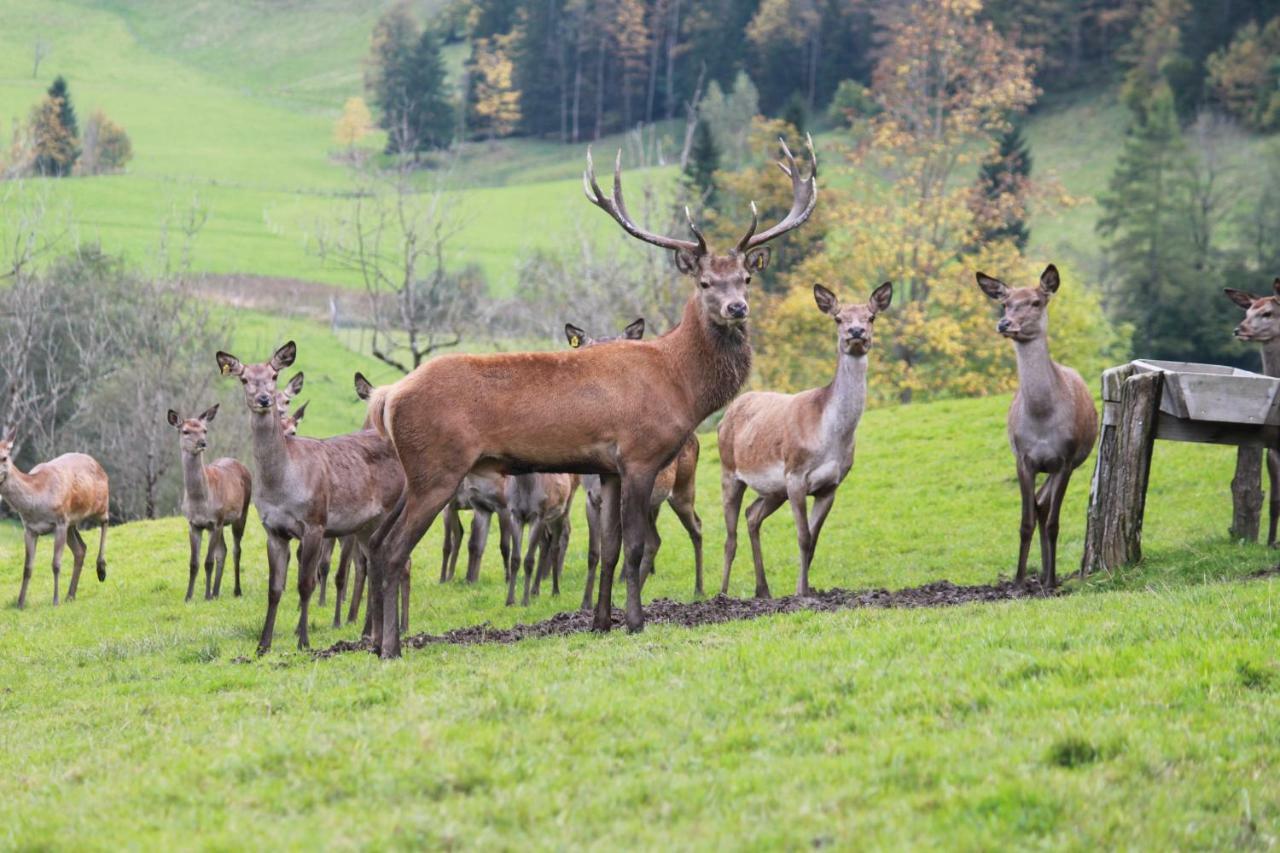 Singerskogel - Ferienhof Und Jausnstub'N Spital Am Pyhrn Esterno foto